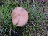 Suillus umbonatus image