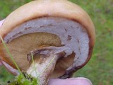Suillus umbonatus image