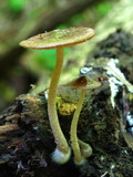 Bolbitius viscosus image
