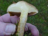 Suillus umbonatus image