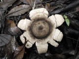 Geastrum triplex image
