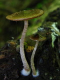 Bolbitius viscosus image