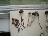 Panaeolus olivaceus image