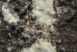 Protoblastenia rupestris image