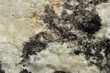 Protoblastenia rupestris image