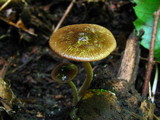 Bolbitius viscosus image
