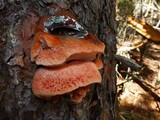 Leptoporus mollis image