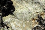 Hymenelia epulotica image