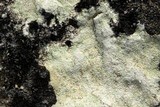 Hymenelia epulotica image