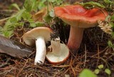 Russula sanguinaria image