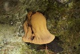 Fistulina hepatica image