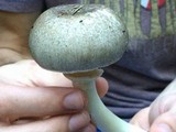 Agaricus moelleri image