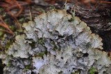 Platismatia norvegica image