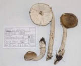 Amanita sect. Vaginatae image