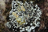 Rhizoplaca subdiscrepans image