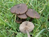 Entoloma sericeum image