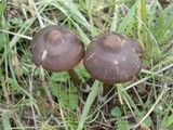 Entoloma sericeum image
