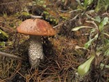 Leccinum largentii image