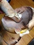 Agaricus hondensis image