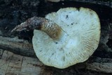 Neolentinus lepideus image