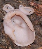 Peziza michelii image
