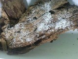 Ceratiomyxa fruticulosa var. fruticulosa image
