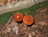 Gyroporus castaneus image
