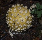 Amanita muscaria var. formosa image