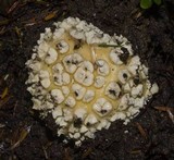 Amanita muscaria var. formosa image
