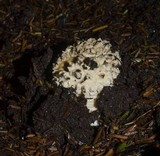Amanita muscaria var. formosa image
