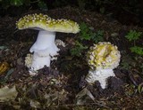 Amanita muscaria var. formosa image