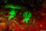 Amanita muscaria var. formosa image