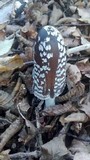 Coprinopsis picacea image