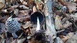 Coprinopsis picacea image