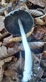 Coprinopsis picacea image