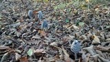 Coprinopsis picacea image