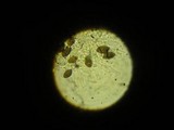 Panaeolus olivaceus image