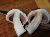 Agaricus hondensis image