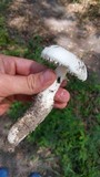 Amanita longipes image