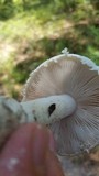 Amanita longipes image