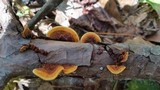 Gloeophyllum sepiarium image