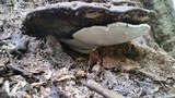 Fomes fasciatus image