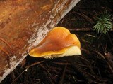 Gymnopilus penetrans image