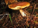 Gymnopilus penetrans image