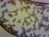 Agaricus hondensis image