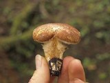 Suillus lakei image