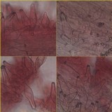 Inocybe mixtilis image