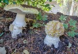 Amanita muscaria var. formosa image