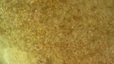 Phellinus tremulae image