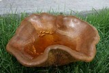 Paxillus cuprinus image